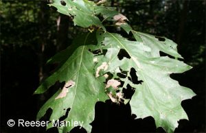 holes chewed in oak leaves
