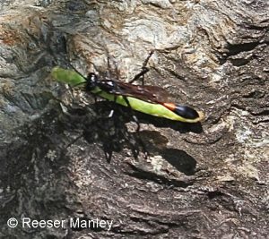 predatory wasp carries a caterpillar