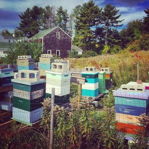 Apiary at Tidewater Farms
