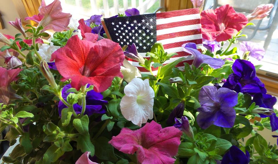 red, white, and blue petunias with American flag