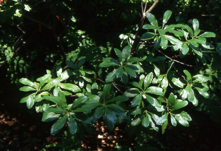 Northern bayberry has bold, glossy, aromatic summer foliage.