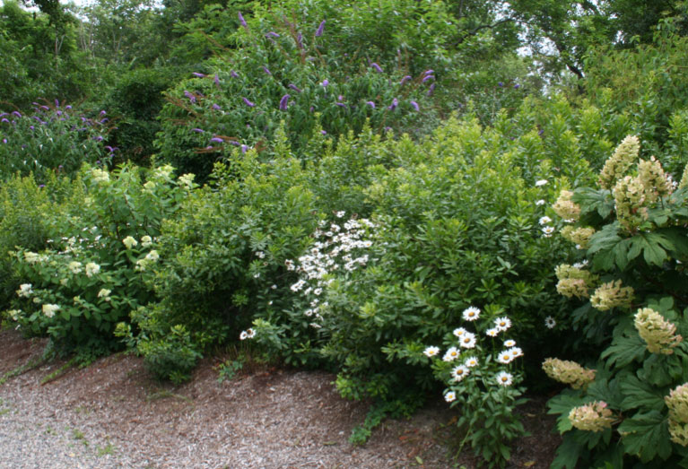 An informal bayberry hedge forms the perfect foil for butterfly bush (Buddleia davidii), shasta daisies (Leucanthemum x superbum ‘Becky’), and the bold-textured flower clusters of oakleaf hydrangeas (Hydrangea quercifolia). 
