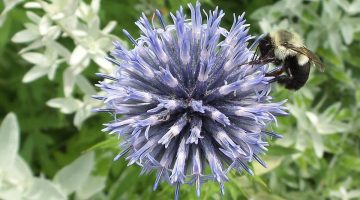 bee on flower bud