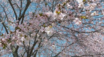 Cherry tree in blossom