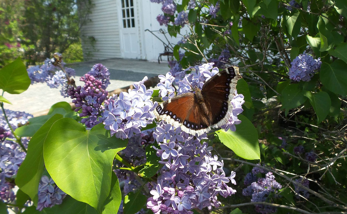 Mourning Cloak butterfly on blossoming lilac bush in front of the Page Farm Museum, UMaine campus, Orono, Maine