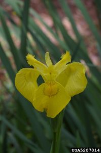 yellow iris (Iris pseudacorus)