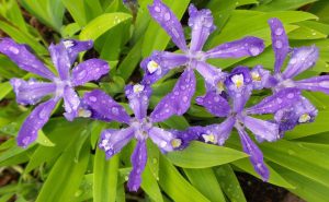 mini iris in rain