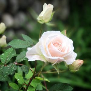 mini rose close up