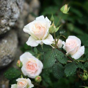  pink mini roses