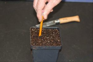 Using a pencil to make holes for planting in the soil