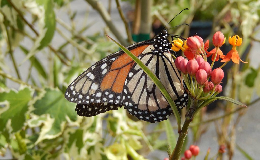 Maine Home Garden News - September 2018 - Cooperative Extension: Garden ...