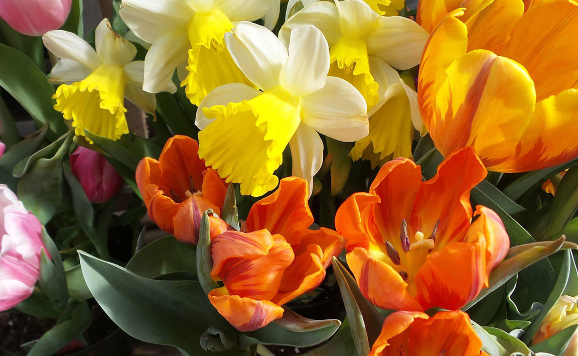 Daffodils and tulips at the Maine Garden Show