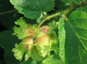 American hazelnut proteted by a decorative involucre