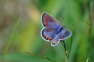 Female karner blue butterfly