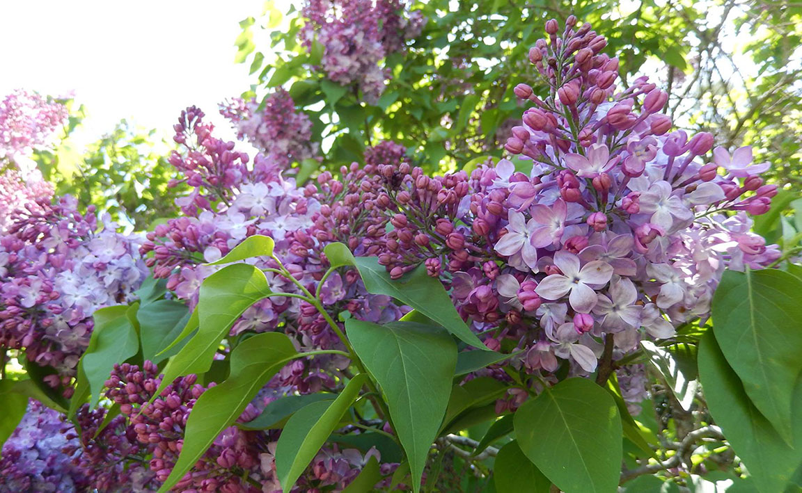 Why Lilacs Don't Bloom - Cooperative Extension in Piscataquis County -  University of Maine Cooperative Extension