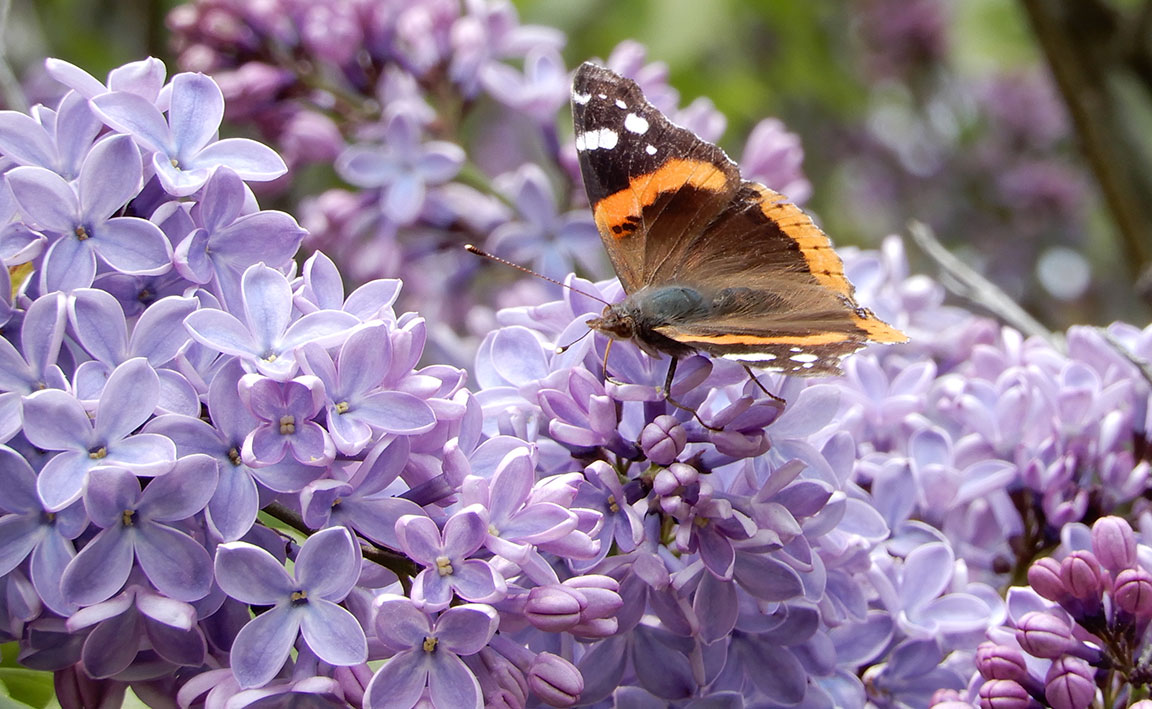 Red Admiral butterfly on lilacs