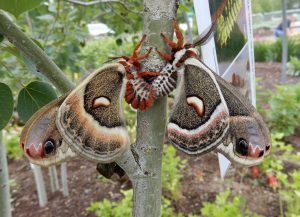 Mating cecropia moths