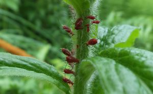 aphids feeding on a weed
