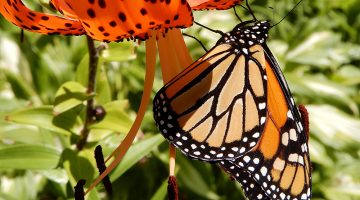 Monarch butterfly on a tiger lily