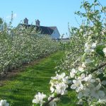 apple trees in blossom at Highmoor Farm