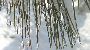 ice-covered pine needles