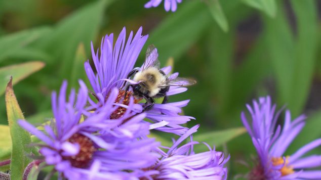 bee on asters