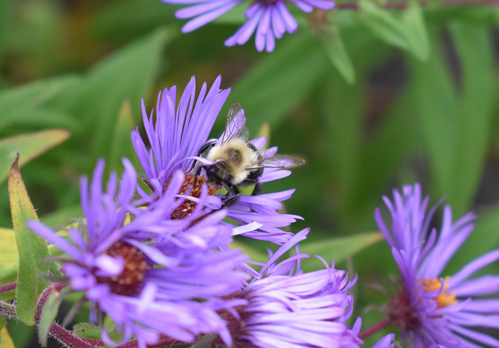 bee on asters