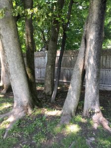 Yard with trees