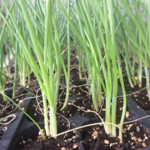 Onion Seedlings