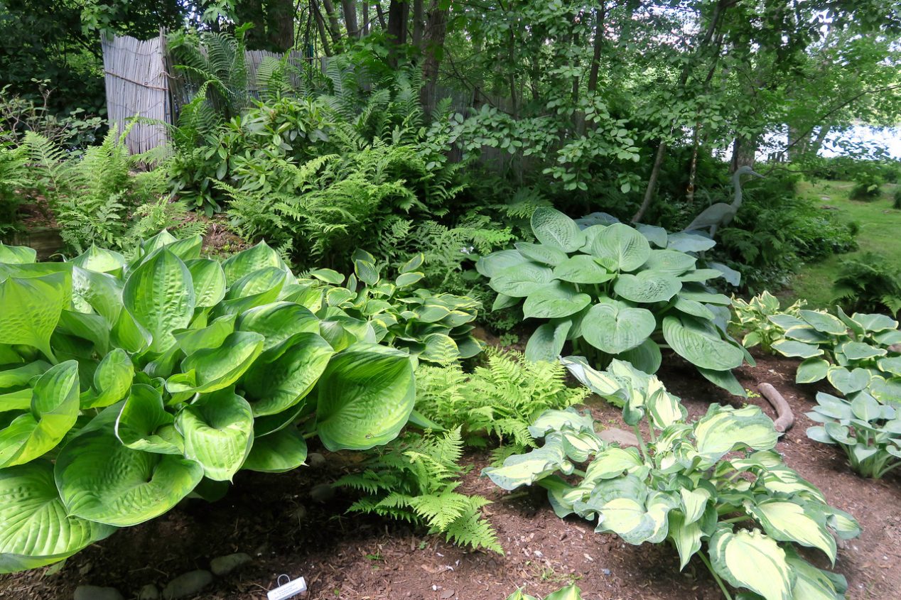 Maine Home Garden News - July 2020 - Cooperative Extension: Garden and ...