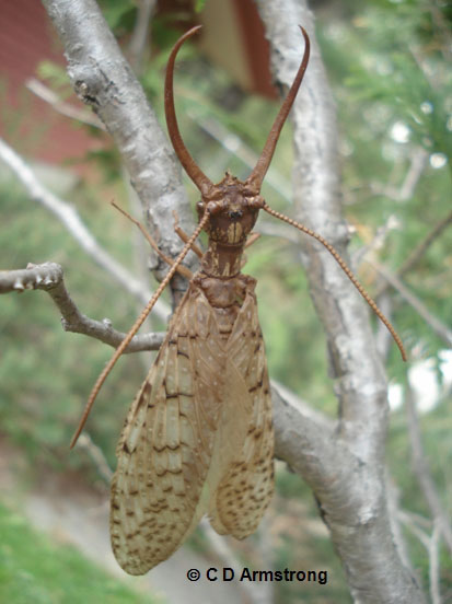 male dobsonfly