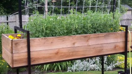 Accessible elevated raised-bed garden made out of recycled steel sign posts and rough cut hemlock filled with trellised peas and marigolds