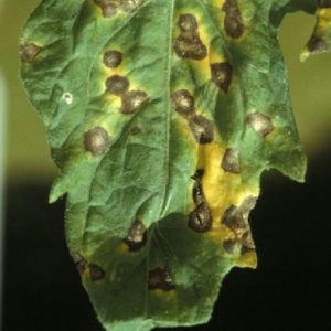diseased plant leaf