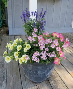 Container with Petunias, salvias and snapdragons