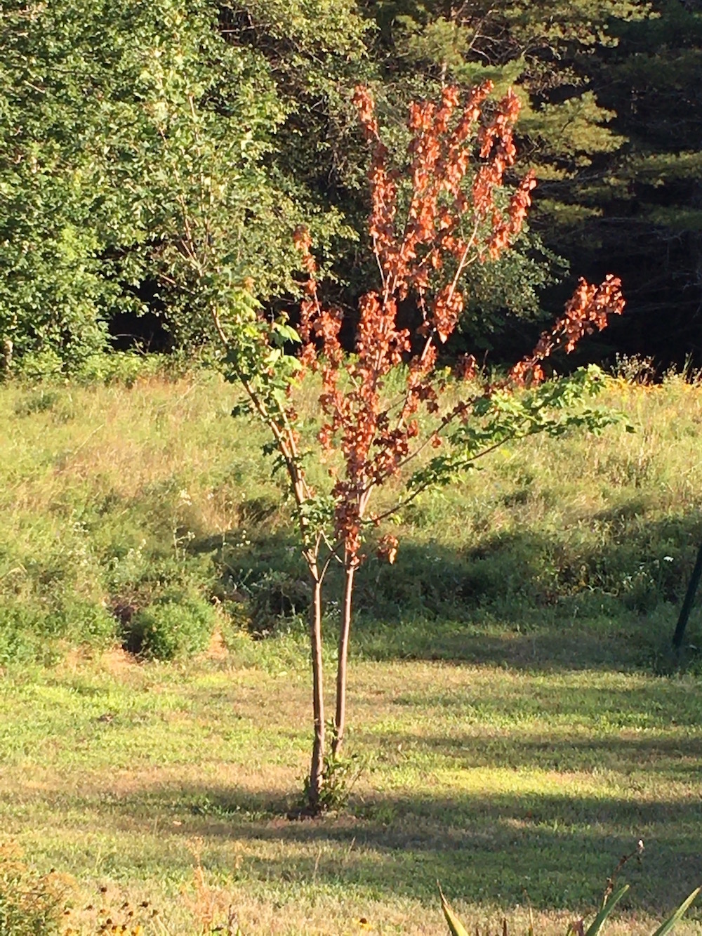 maple tree sapling