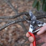 Making a pruning cut