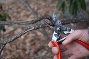 Making a pruning cut