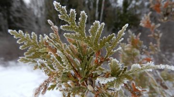frosty cedar branch