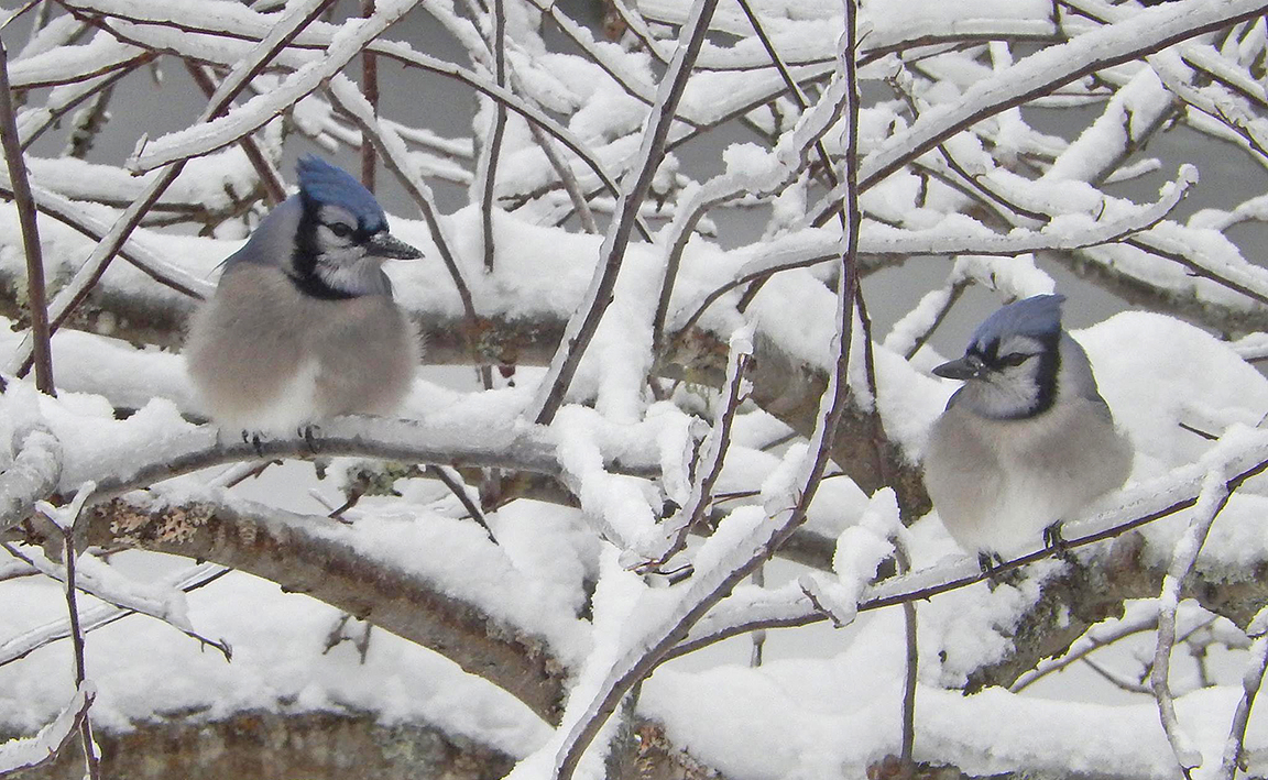 2 bluejays in a snowy tree