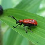 Lily Leaf Beetle