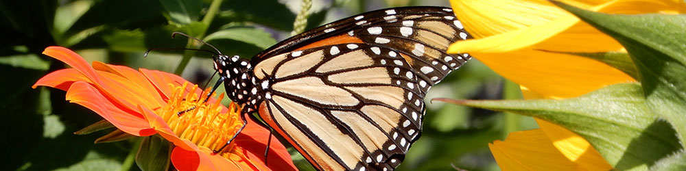 monarch butterfly on fall flowers