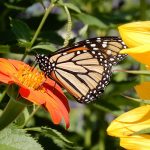 monarch butterfly on fall flowers