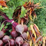 freshly harvested beets and carrots