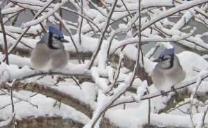 blue jays perched on snowy branches
