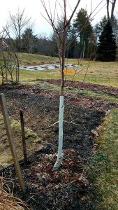 Planted bare-root peach tree with a tree guard on the lower trunk