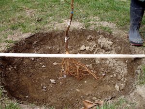 Placing a bare-root apple tree in the hole while planting
