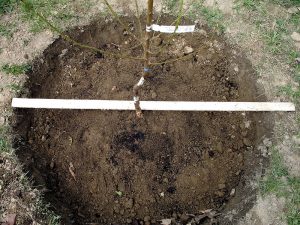 Filling in the hole around a bare-root apple tree during planting