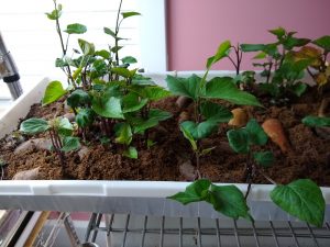 Sweet potato slips in container
