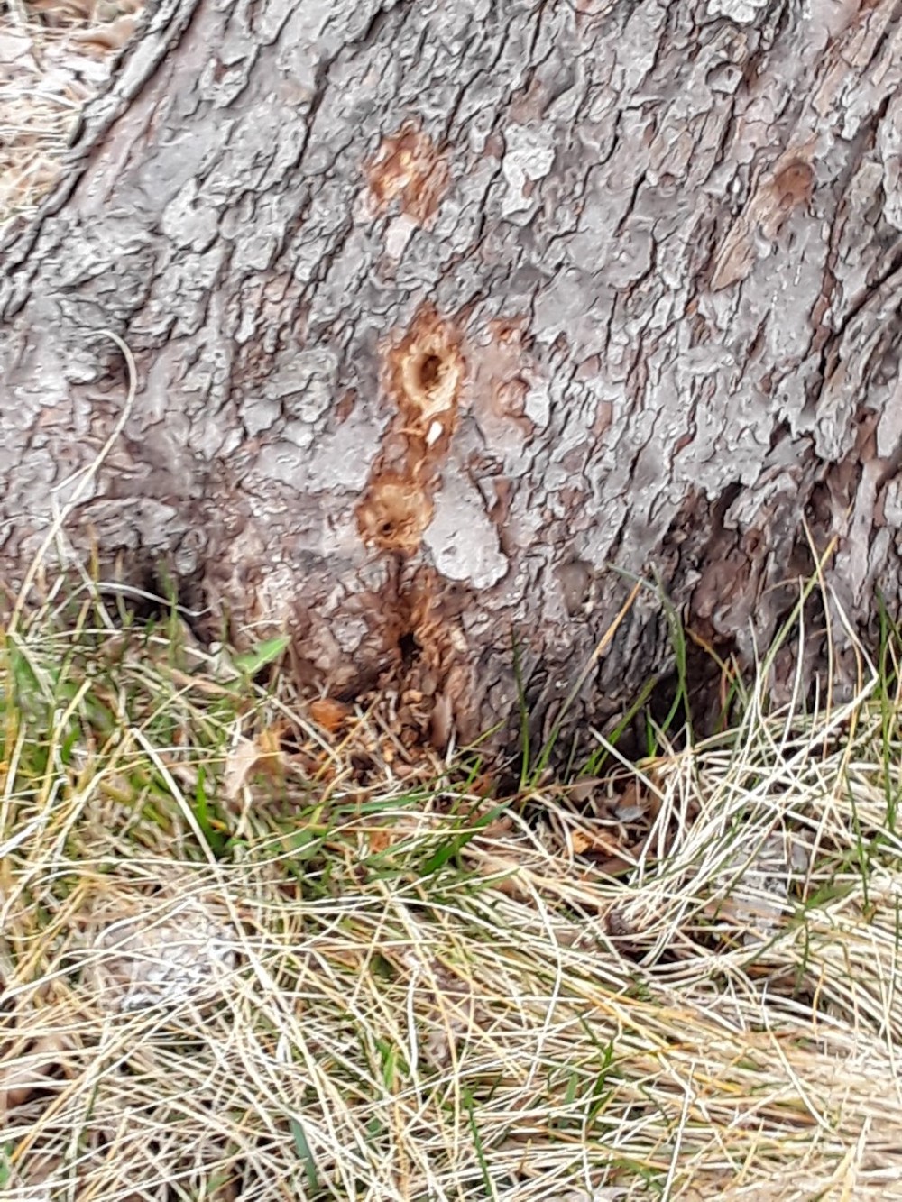 What Is Gnawing The Base Of My Cherry Tree Cooperative Extension 