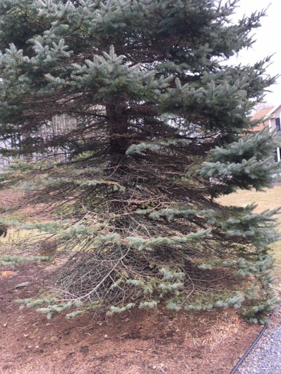 What's happening to the lower branches of my blue spruce? - Cooperative ...